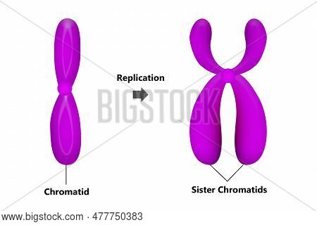 Chromosomal Replication During The Interphase, 3d Rendering
