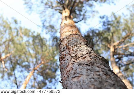 Pine, Bottom View. Pine Trunk, Bark Close-up With Blurred Focus. Wood, Details. Summer Forest. Tree 