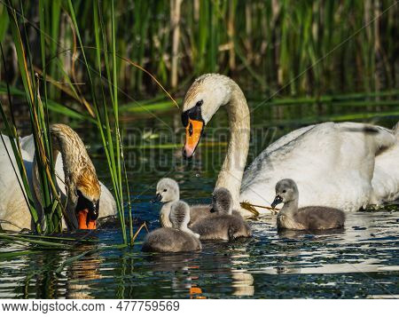 Two Swans With Babies Swimming In The Lake Trying To Get Food