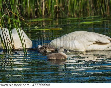Two Swans With Babies Swimming In The Lake Trying To Get Food