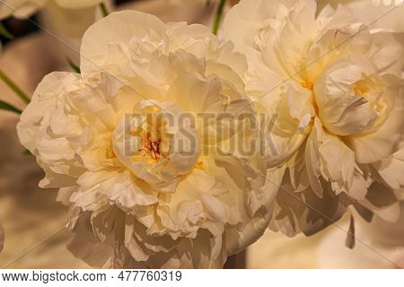 Blooming Flower,  Double  White Peony With  Pale Yellow Core Bridal Gown, Paeonia Lactiflora On Natu