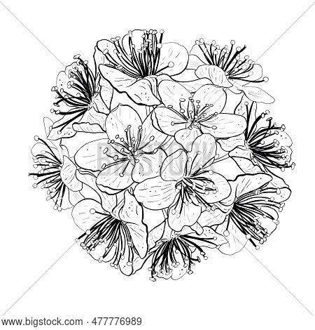 Vector Illustration Ball From Flowers Of Cherry, Sakura, Apple, Plum, Wild Cherry Plum, Bird Cherry,