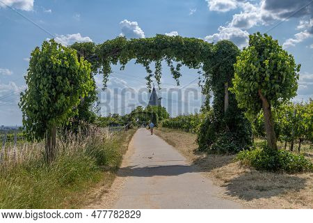 Vineyards In The Rhein Main Regional Park Near The Floersheimer Warte