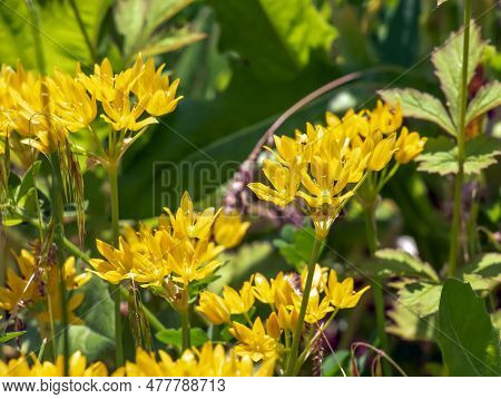 The Yellow Allium Moly Blooms In The Garden In June. Allium Moly L, Also Known As Yellow Garlic, Gol