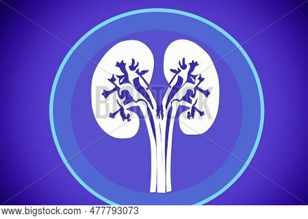 Kidney. Human Kidney Cross Section. Menschliche Nieren. Human Kidney Stones Medical Concept. Beautif