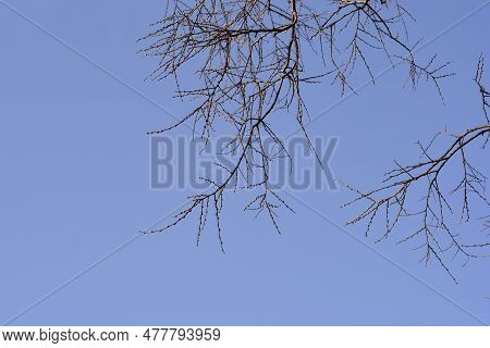 European Nettle Tree Branches With Buds Against Blue Sky