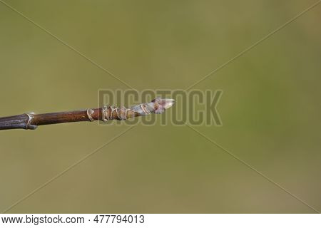Boxelder Maple Branch With Buds In Winter