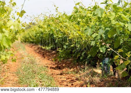 French Red And Rose Wine Grapes Plants In Row, Costieres De Nimes Aop Domain Or Chateau Vineyard, Fr