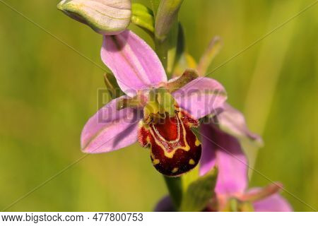The Laughing Bumble Bee Orchid In Bloom
