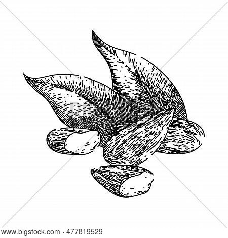 Almond Nut Leaves Hand Drawn. Food Cut, Sweet Raw, View Whole, Broken Leaf, Fruit Pile Almond Nut Le