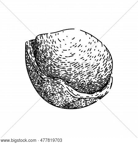Hazelnut Nut Hand Drawn. Fly Fruit, Shell Hazel, Vector Filbert, Food Brown, Flavor Natural Hazelnut