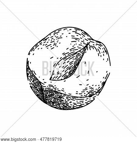 Hazelnut Nut Natural Hand Drawn. Fly Fruit, Shell Hazel, Vector Filbert, Food Brown, Flavor Broken H