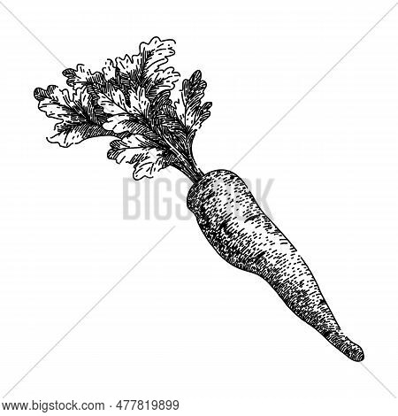 Parsnip Root Natural Hand Drawn. Fresh Raw, Food Vegetable, Plant Vegetarian, Parsley Nature, Pastin