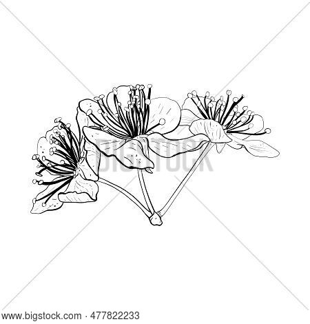 Vector Illustration Of Three Flowers Of Cherry, Sakura, Apple, Plum, Wild Cherry Plum, Bird Cherry. 