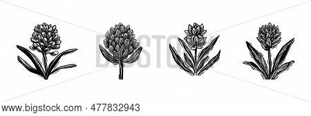 Linotype Floral Icon Collection In Whimsical Vector Art. Decorative Foliate Design For Rustic Botany