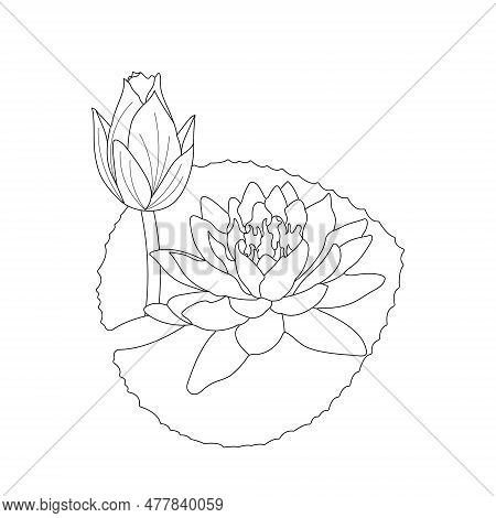 Water Lilies Flower Coloring Page