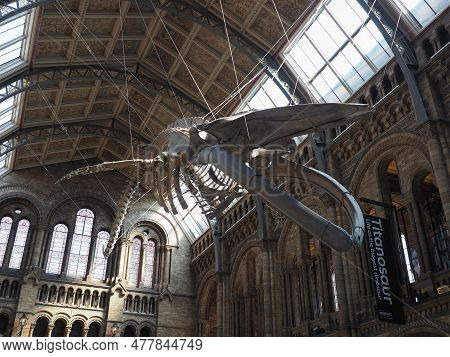 Hintze Hall At The Natural History Museum In London