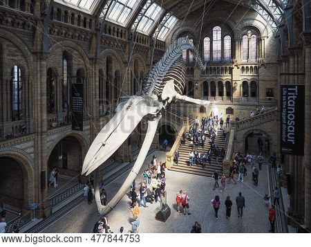 Hintze Hall At The Natural History Museum In London