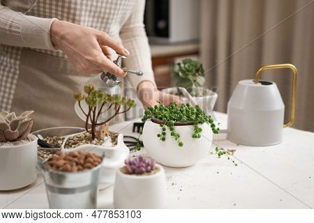 Woman Spraying Watering Potted Senecio Rowley House Plant In White Ceramic Pot