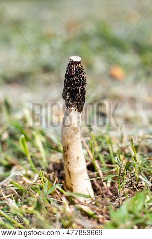 Growing Fungus Veselka. Edible And Medicinal Mushroom.