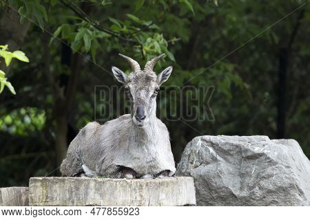 Chinese Nahur Resting On A Rock In The Wild