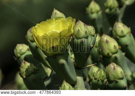 Bright Yellow Flowers Of Prickly Pear Cactus Opuntia Between Green Prickly Leaves