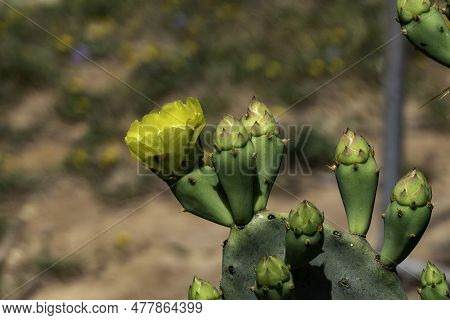 Bright Yellow Flowers Of Prickly Pear Cactus Opuntia Between Green Prickly Leaves