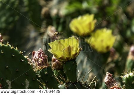 Bright Yellow Opuntia Prickly Pear Cactus Flowers With Bees Around Them