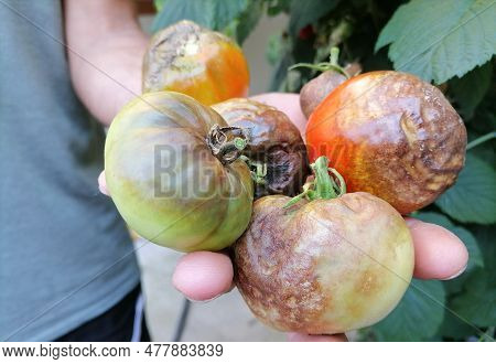 Close-up Of A Man Hand Holding Tomatoes Affected By Late Blight Disease. Man Hand Holding Rotten Tom