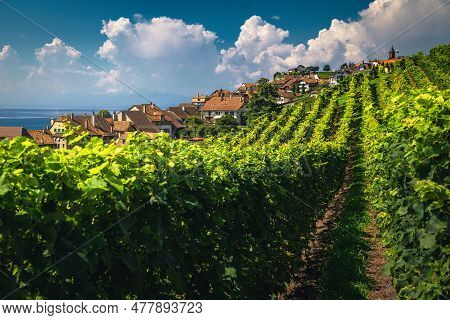 Stunning Orderly Terraced Vineyard And Lake Geneva In Background. Green Vine Plantation And Cute Sma