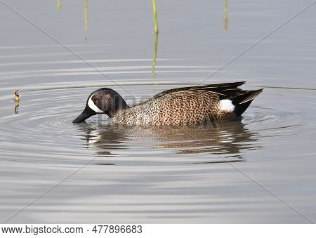 Blue-winged Teal, Spatula Discors, At San Joaquin Marsh, Irvine, 11 Jan 2023
