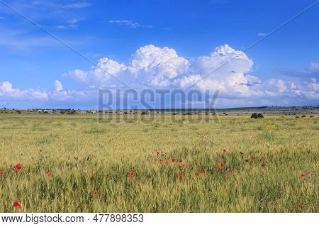 Alta Murgia National Park: Field Of Wheat In Apulia, Italy. It Is A Limestone Plateau, With Wide Fie