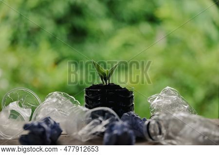 Plastic Bags And Plastic Bottles Reused As Containers For Growing Plants. Green Tree On Plastic Bott