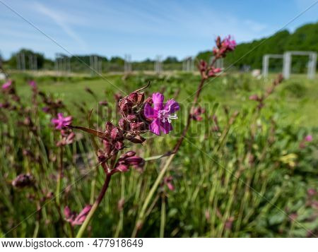 Close-up Shot Of The Sticky Catchfly Or Clammy Campion (viscaria Vulgaris) Flowering With Bright Ros