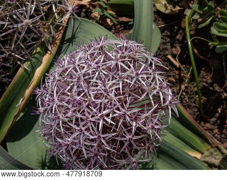 Close-up Shot Of The Allium Pseudobodeanum Flowering With Big, Purple, Star Shaped Flowers Arranged 