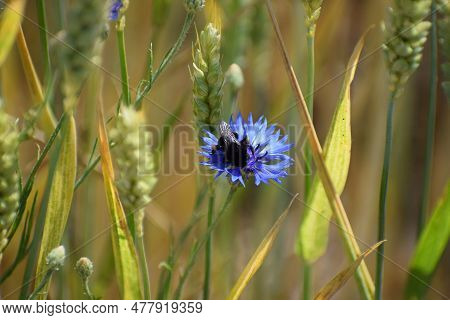 Blue Blooming Wild Kornflower With A Black Bumblebee