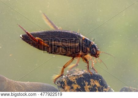 Great Diving Beetle (dytiscus Marginalis) Freswater Insect Of European Rivers And Ponds. These Beetl