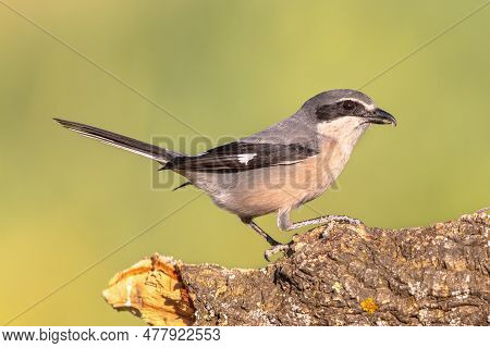 Iberian Grey Shrike (lanius Meridionalis) Is Closely Related To The Great Grey Shrike. Perched On Tr