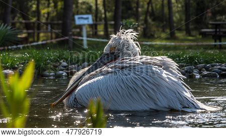 Divjake-karavasta National Park In Albania. Domesticated Wild Pelican Johny