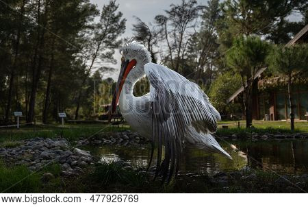 Divjake-karavasta National Park In Albania. Domesticated Wild Pelican Johny