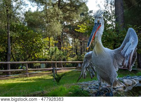 Divjake-karavasta National Park In Albania. Domesticated Wild Pelican Johny