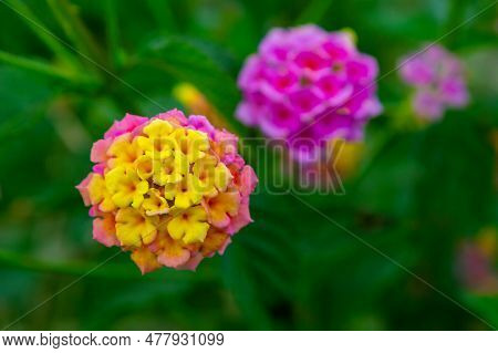 Close-up On A Lantana Flower Lantana Camara . Shallow Dof. Lantana Flowers Blooming In A Garden. Clo