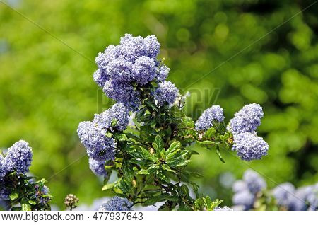 Close Up Macro Image Of Blueblossom Flowers, Ceanothus Thyrsiflorus