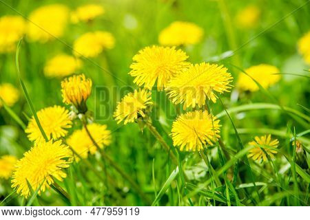 Yellow Dandelions Blooming On Grass Background .yellow Dandelions Blooming On Grass Background .