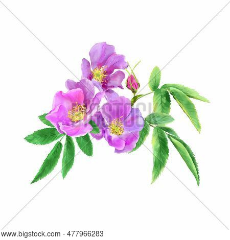 Bouquet Of Pink Rosehip Flowers Isolated On White Background. Watercolor Illustration. Design For We