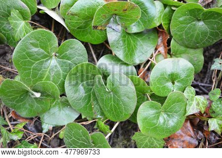 Asarum Europaeum Grows In The Forest In The Wild