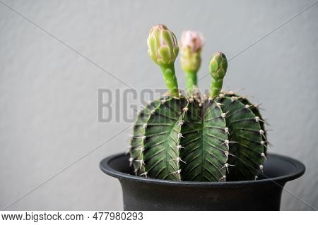 Gymnocalycium Cactus With Flowers Bud Before Blooming. Gymnocalycium Is A Popular Cactus With Thorns