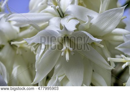 Delicate White Flowers Of Yucca Rostrata Or Beaked Yucca Plant Close Up
