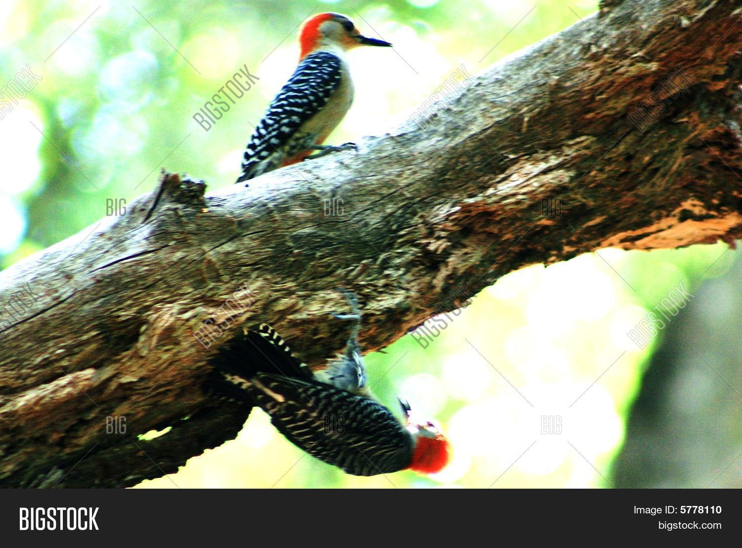 Image Preview