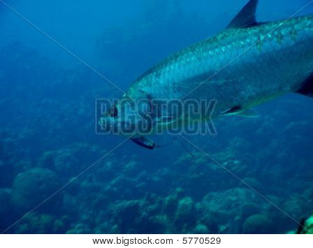 Tarpon con pesca esca in bocca